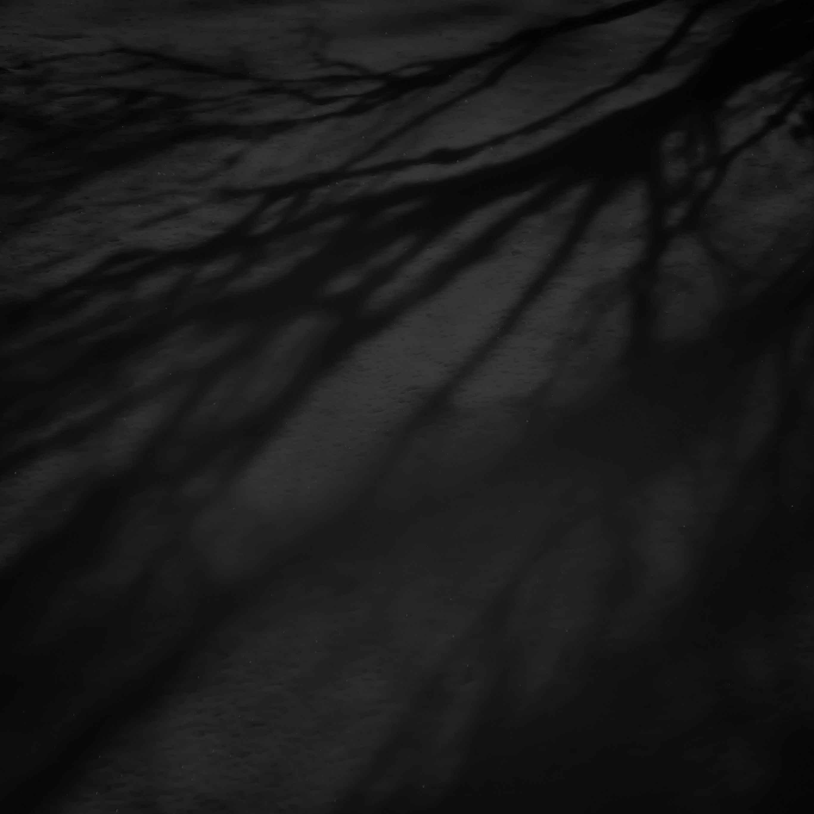 Rami scuri sfondo nero, 2732x2732 2K, iPad Pro