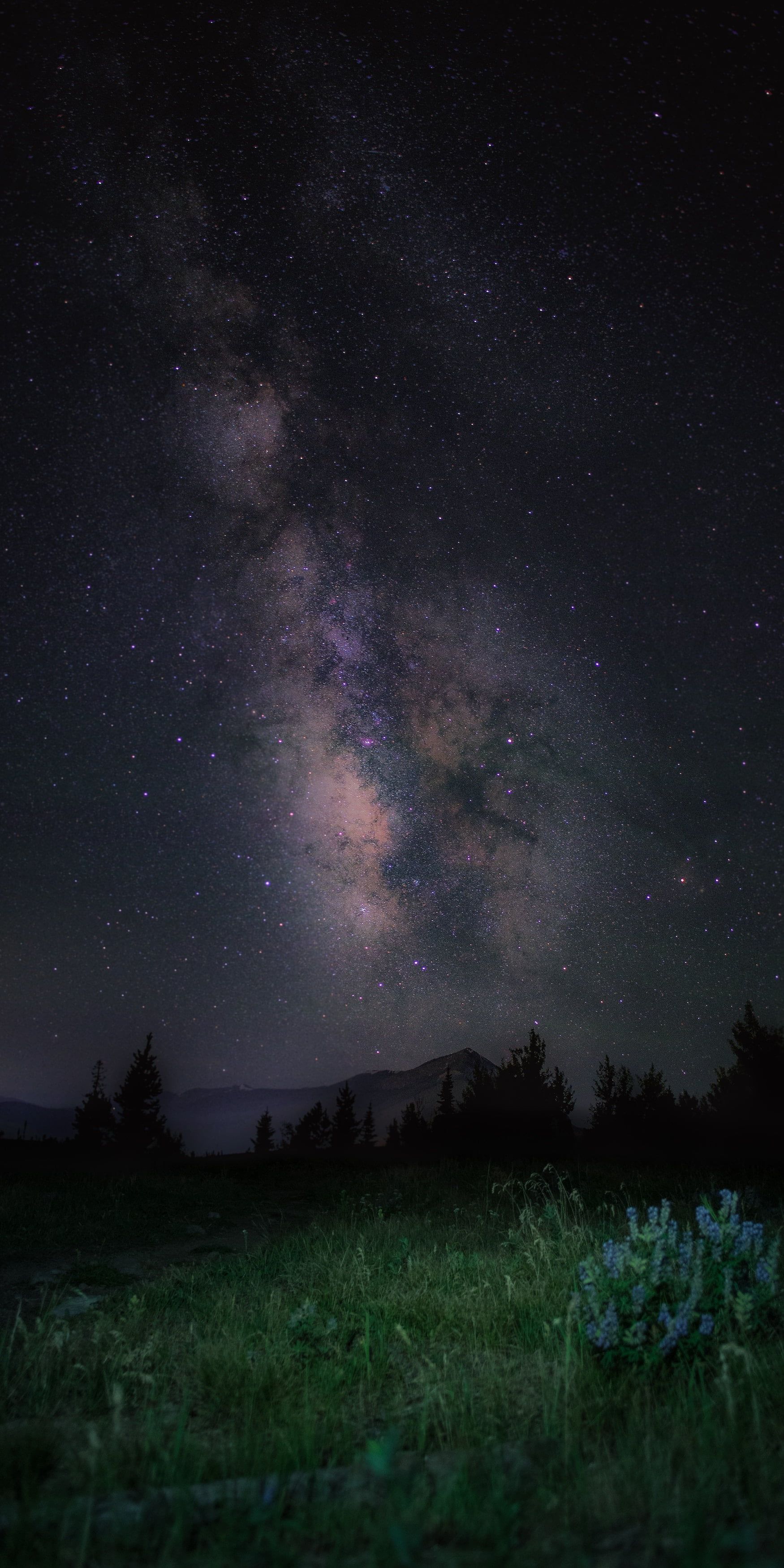 Via Lattea sopra prato notturno, 1750x3500 Verticale, iPad