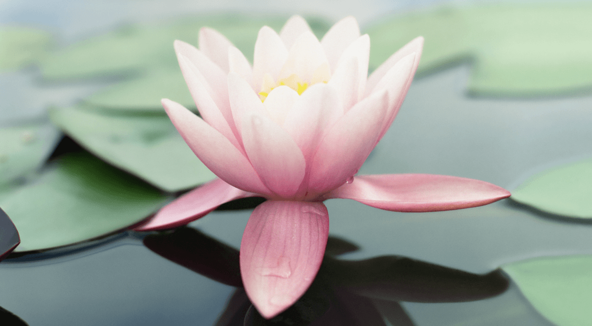 Fiore di loto rosa acqua, sfondi iPad, 1200x661 HD, iPad