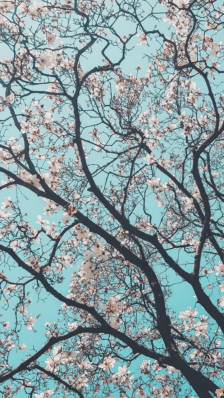 Rami fioriti primavera cielo azzurro, sfondi iPhone, 736x1308 Full HD Verticale, iPhone Pro Max
