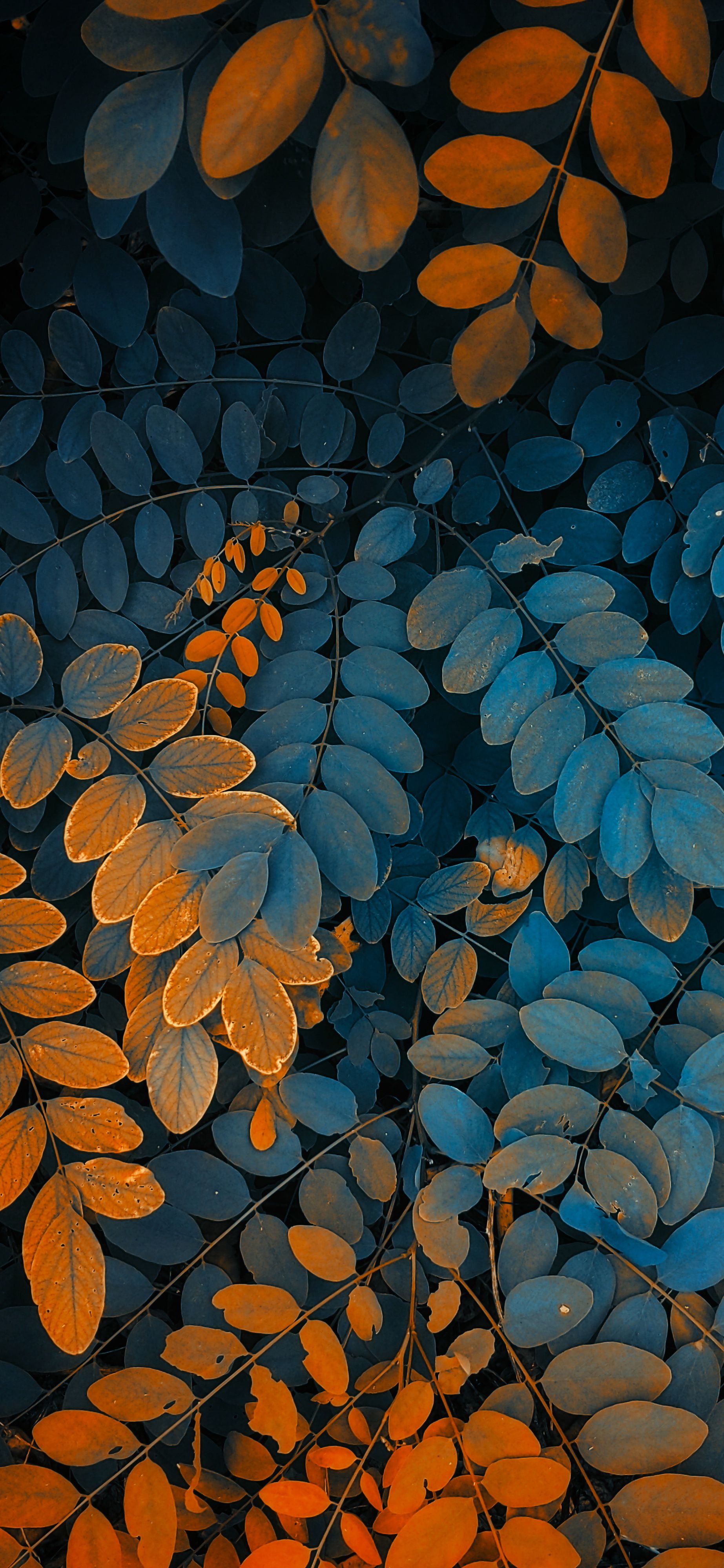Foglie arancioni e blu, sfondi iPhone, 1845x3997 Full HD Verticale, iPhone Pro