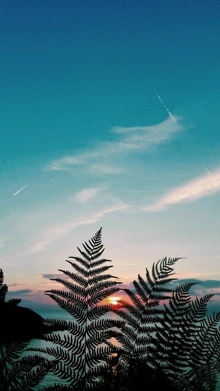 Tramonto con foglie di felce, sfondi iPhone, 719x1280 Verticale, iPhone Pro