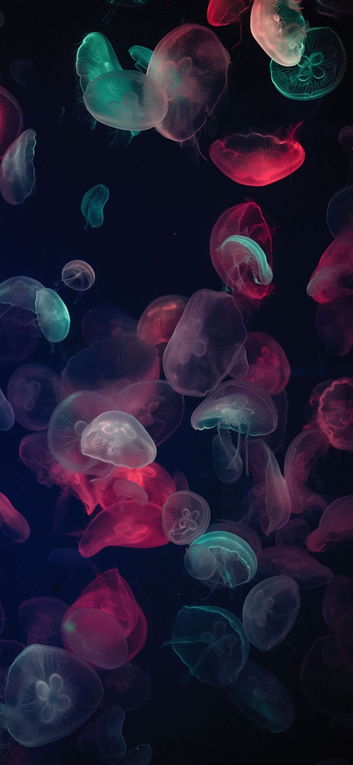 Meduse colorate su nero, 1170x2532 Verticale, iPhone Plus
