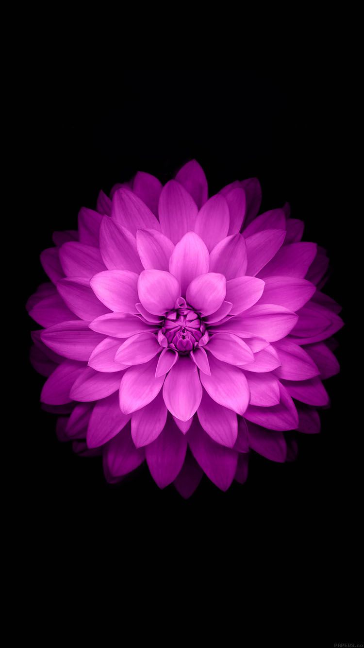 Fiore loto viola sfondo nero, 750x1334 Full HD Verticale, iPhone Plus