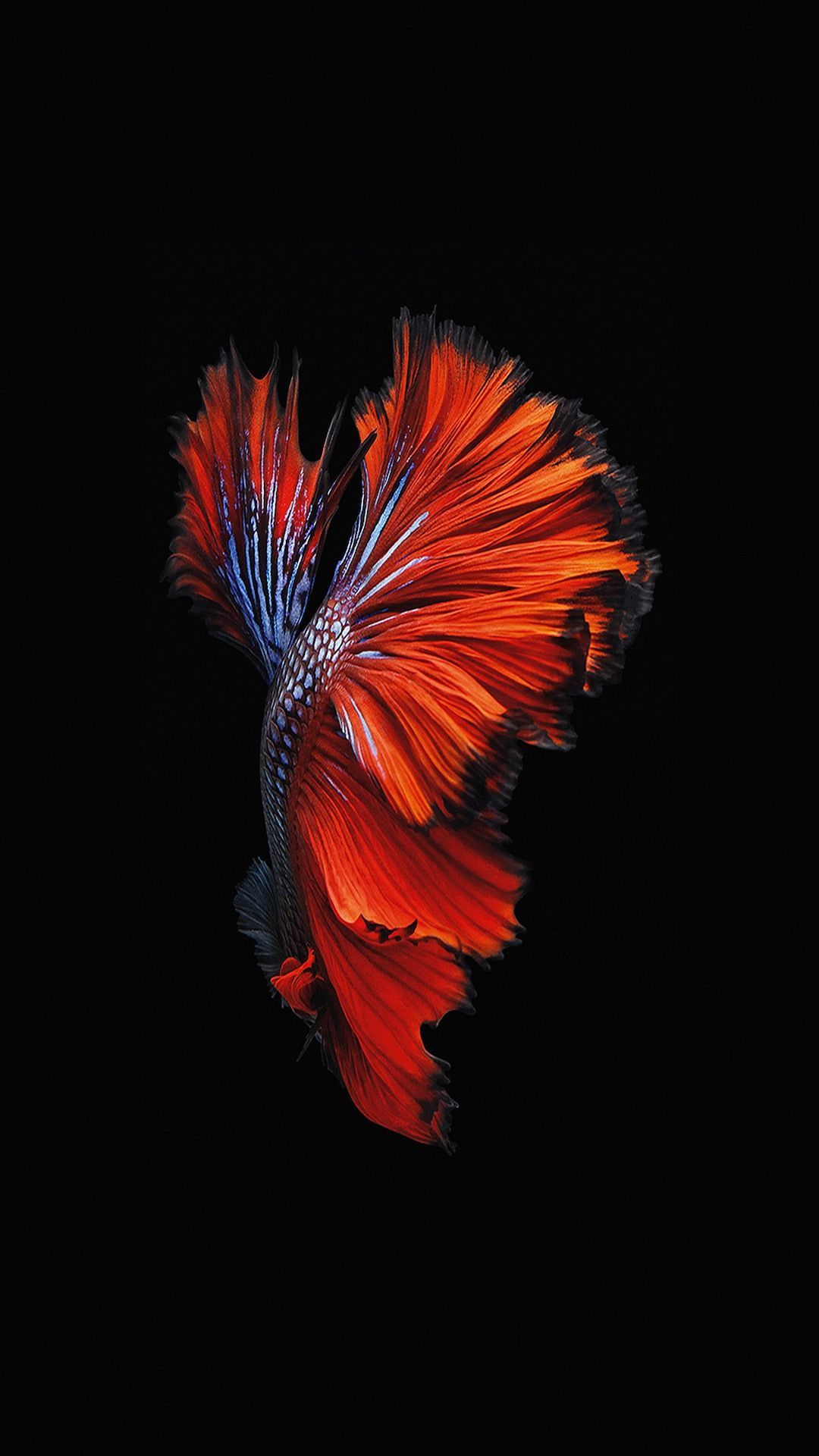 Pesce betta arancione, 1080x1920 Full HD Verticale, iPhone Air