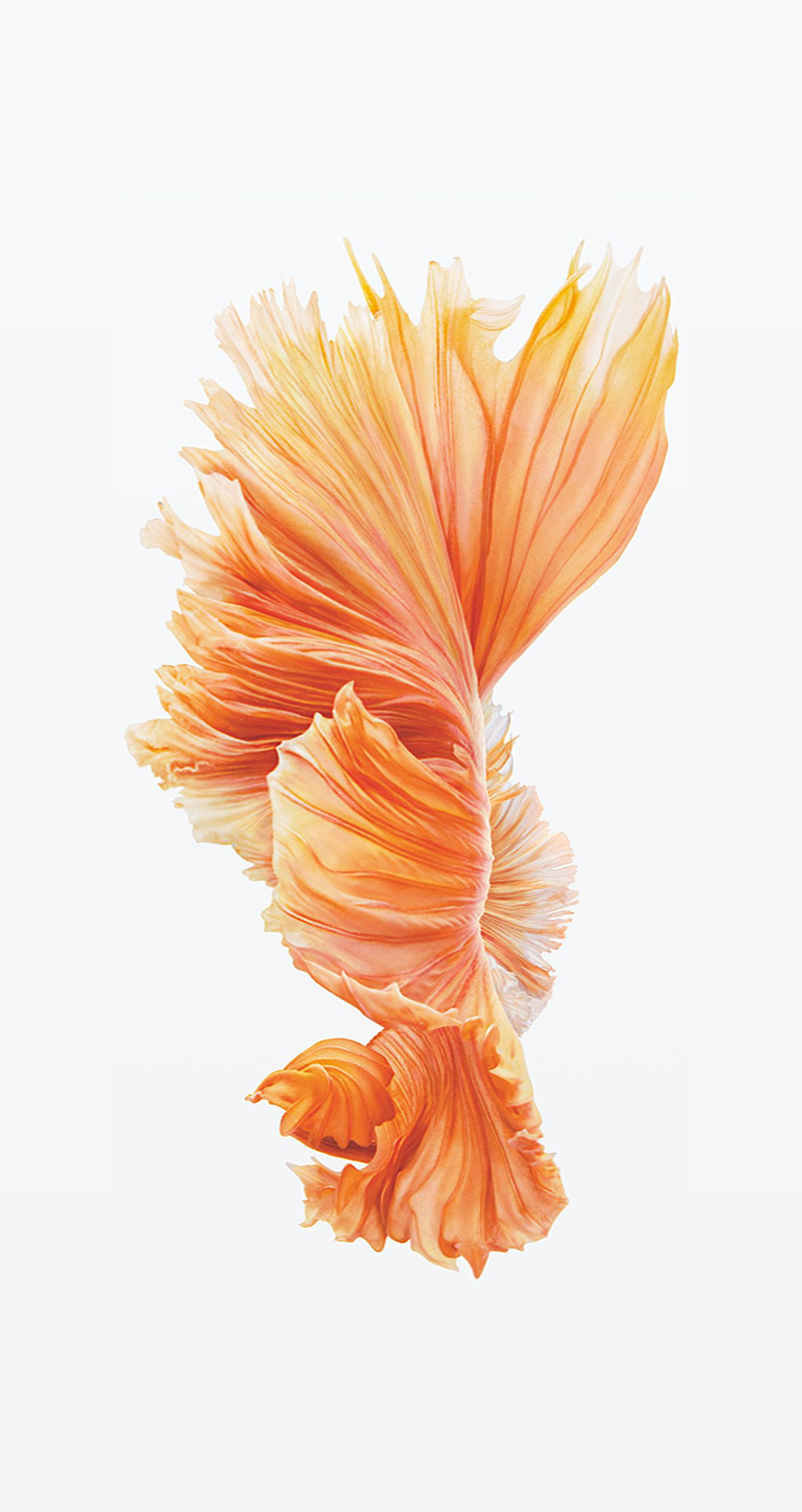 Pesce betta arancione, 1412x2662 Verticale, iPhone Plus
