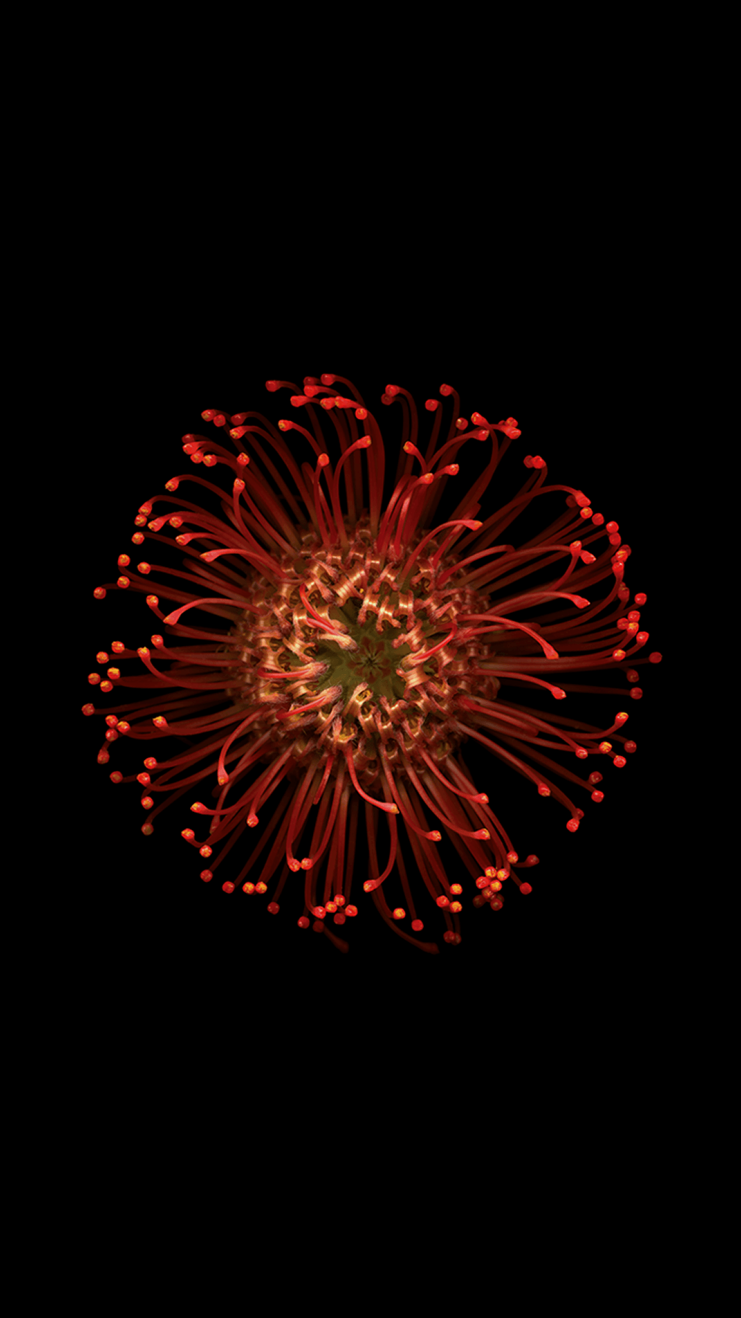 Fiore rosso astratto crisantemo, 1080x1920 Full HD Verticale, iPhone Pro Max