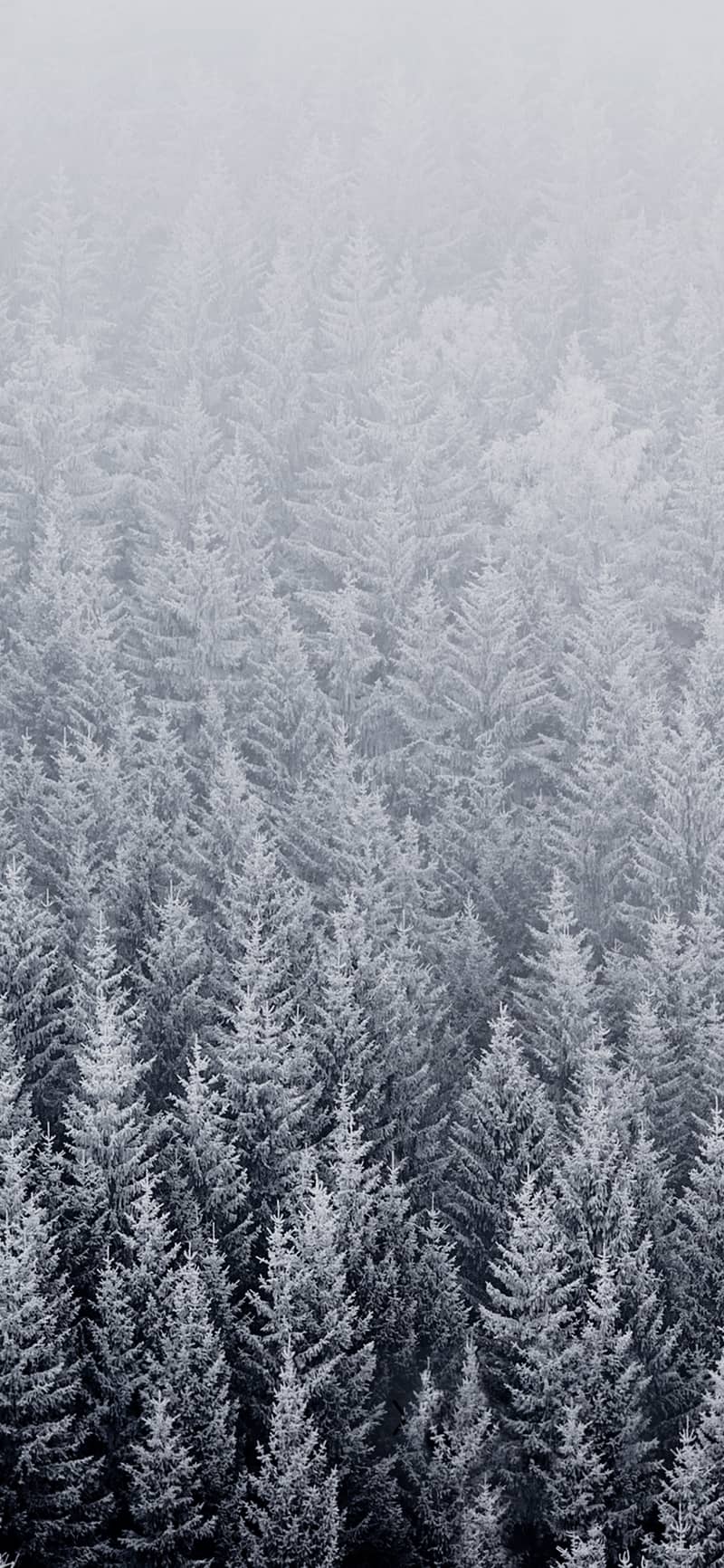 Foresta innevata vista aerea, 800x1732 Verticale, iPhone Pro
