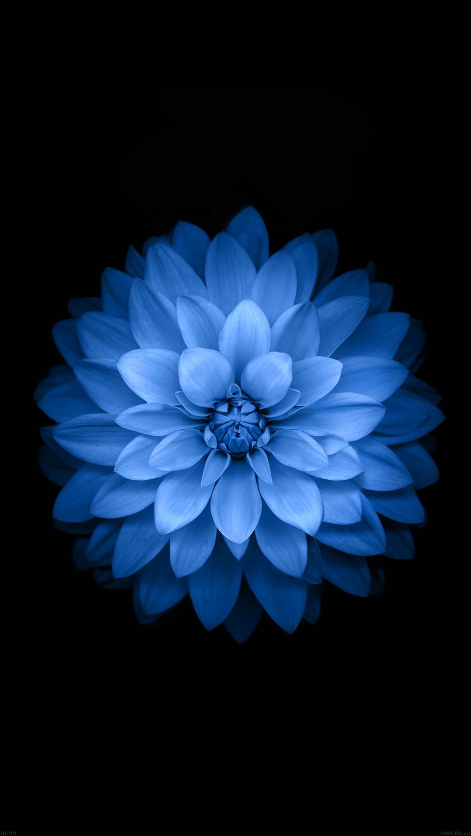 Fiore blu su nero, 960x1704 Full HD Verticale, iPhone Pro Max