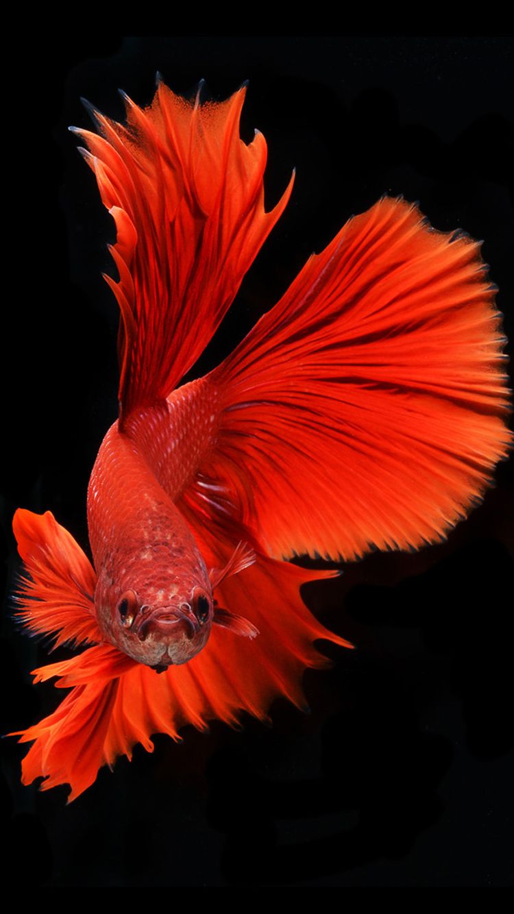Pesce betta rosso, 750x1334 Full HD Verticale, iPhone Plus