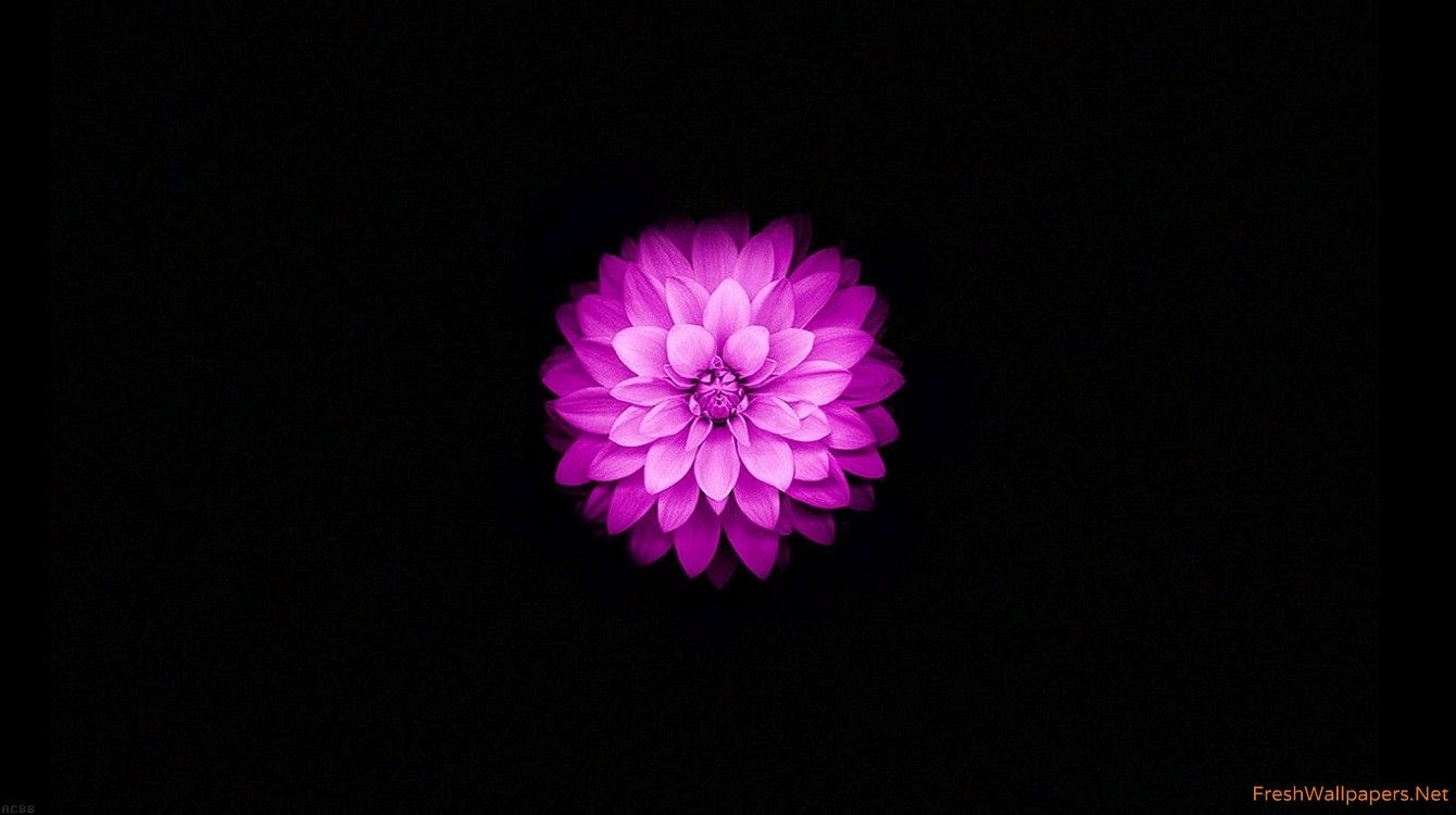 Fiore loto viola, 1340x750 HD, Desktop