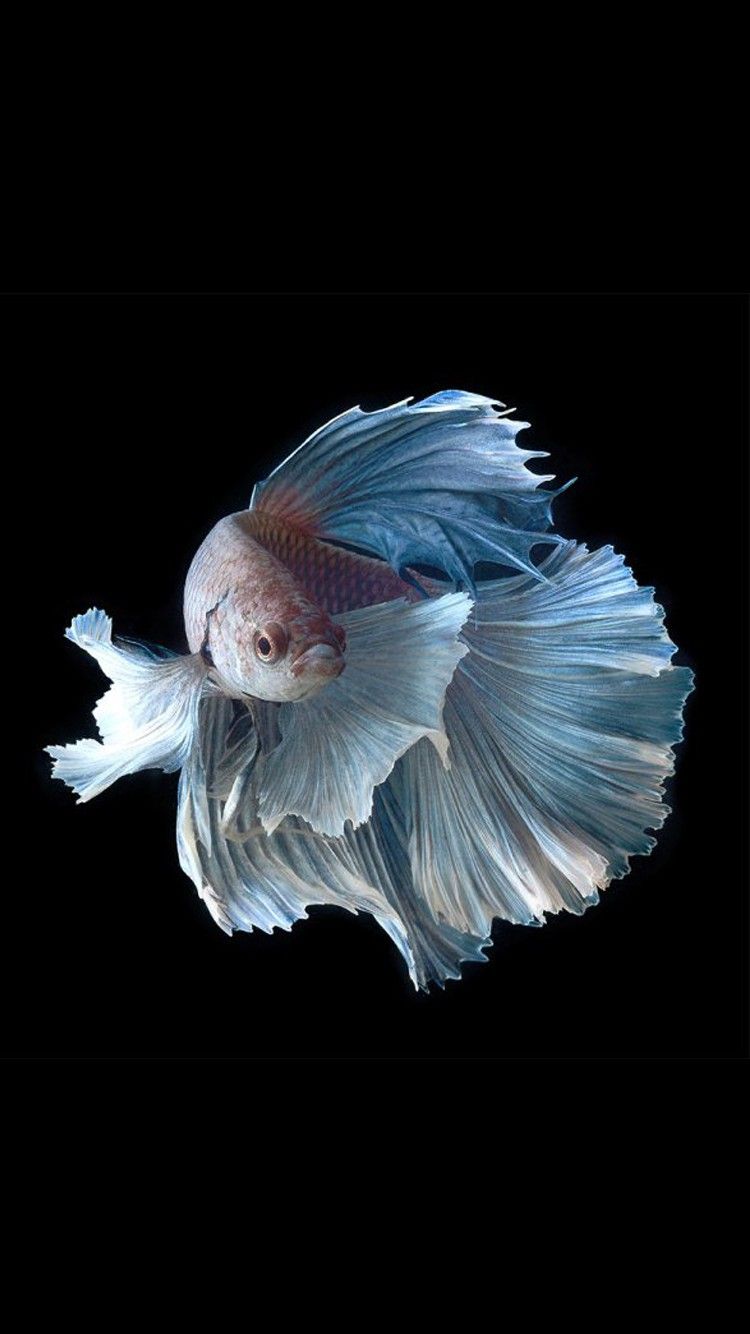 Pesce betta bianco blu, 750x1334 Verticale, iPhone