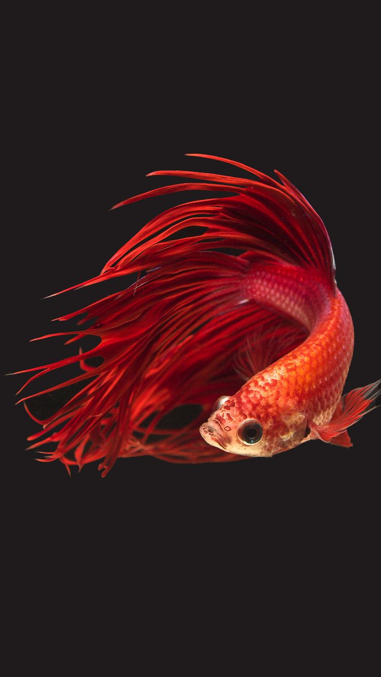 Pesce betta rosso crowntail, 750x1334 Full HD Verticale, iPhone