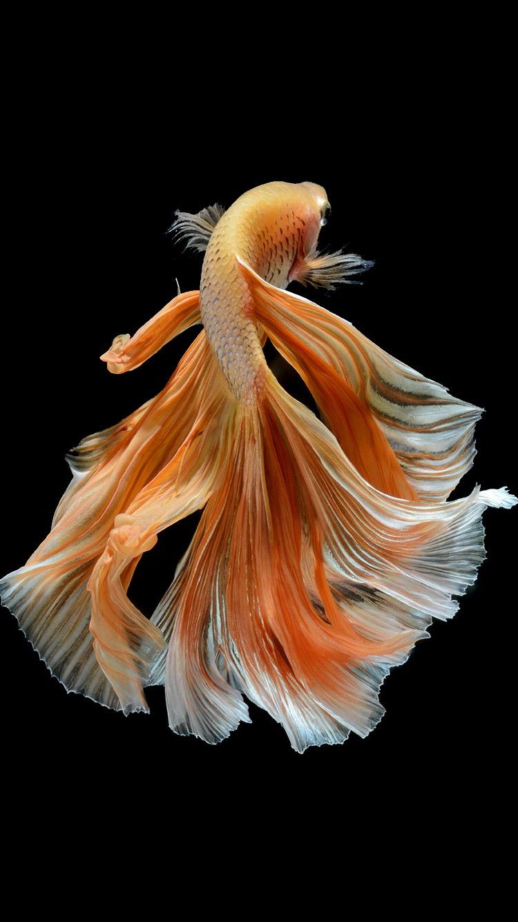 Pesce betta arancione sfondo nero, 750x1334 Full HD Verticale, iPhone Plus