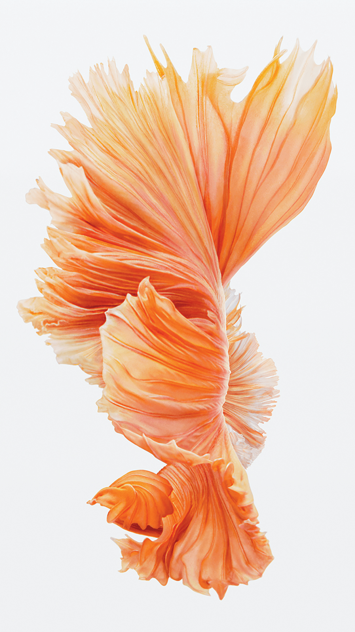 Pesce betta arancione, 1242x2208 Verticale, iPhone Pro