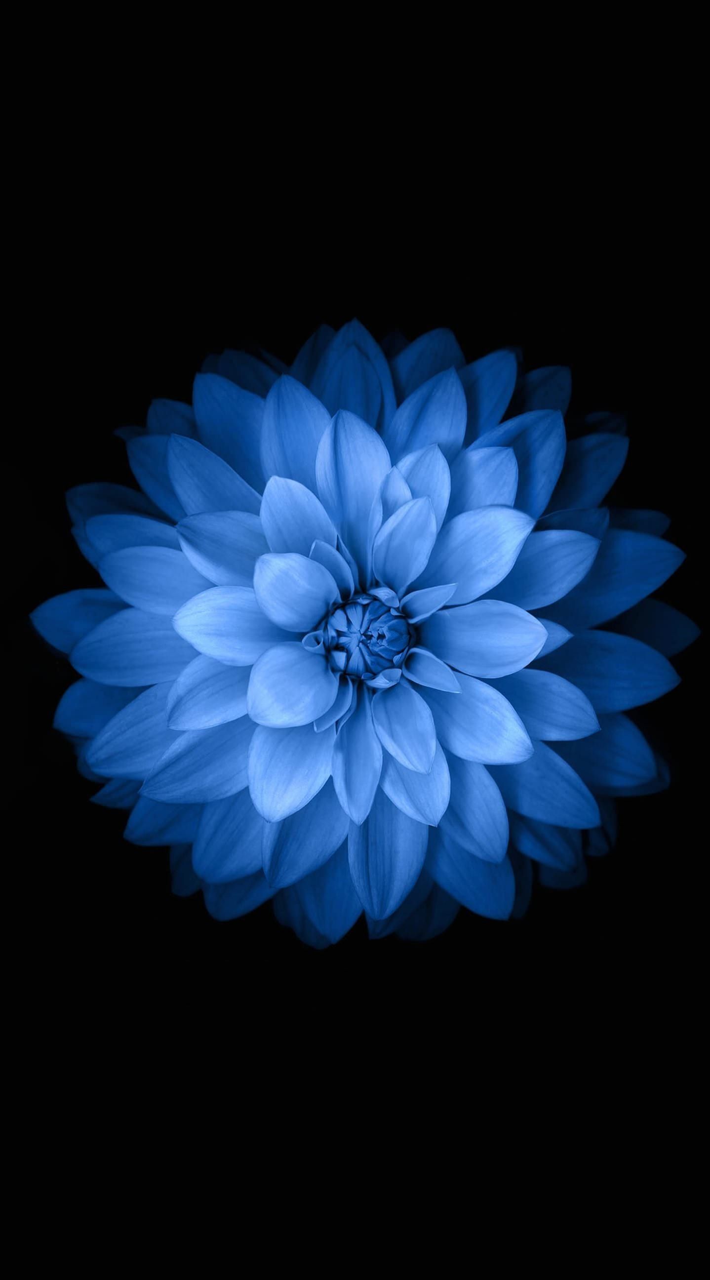 Fiore blu su nero, 1438x2592 Full HD Verticale, iPhone Plus