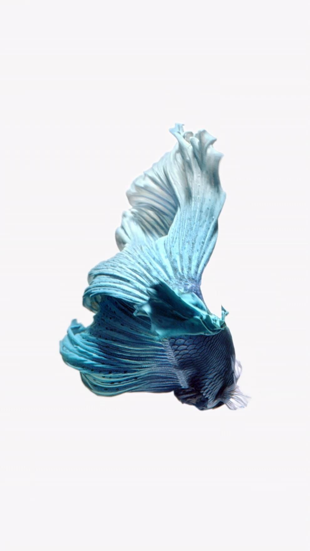 Pesce betta turchese sfondo bianco, 990x1760 Full HD Verticale, iPhone