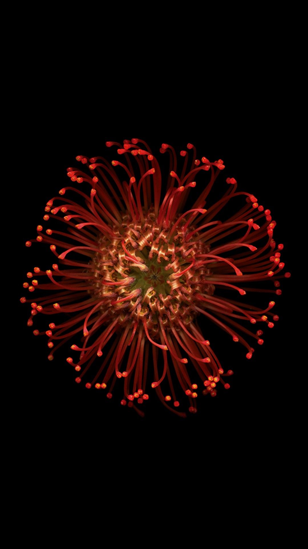 Fiore rosso su sfondo nero, 1080x1920 Full HD Verticale, iPhone