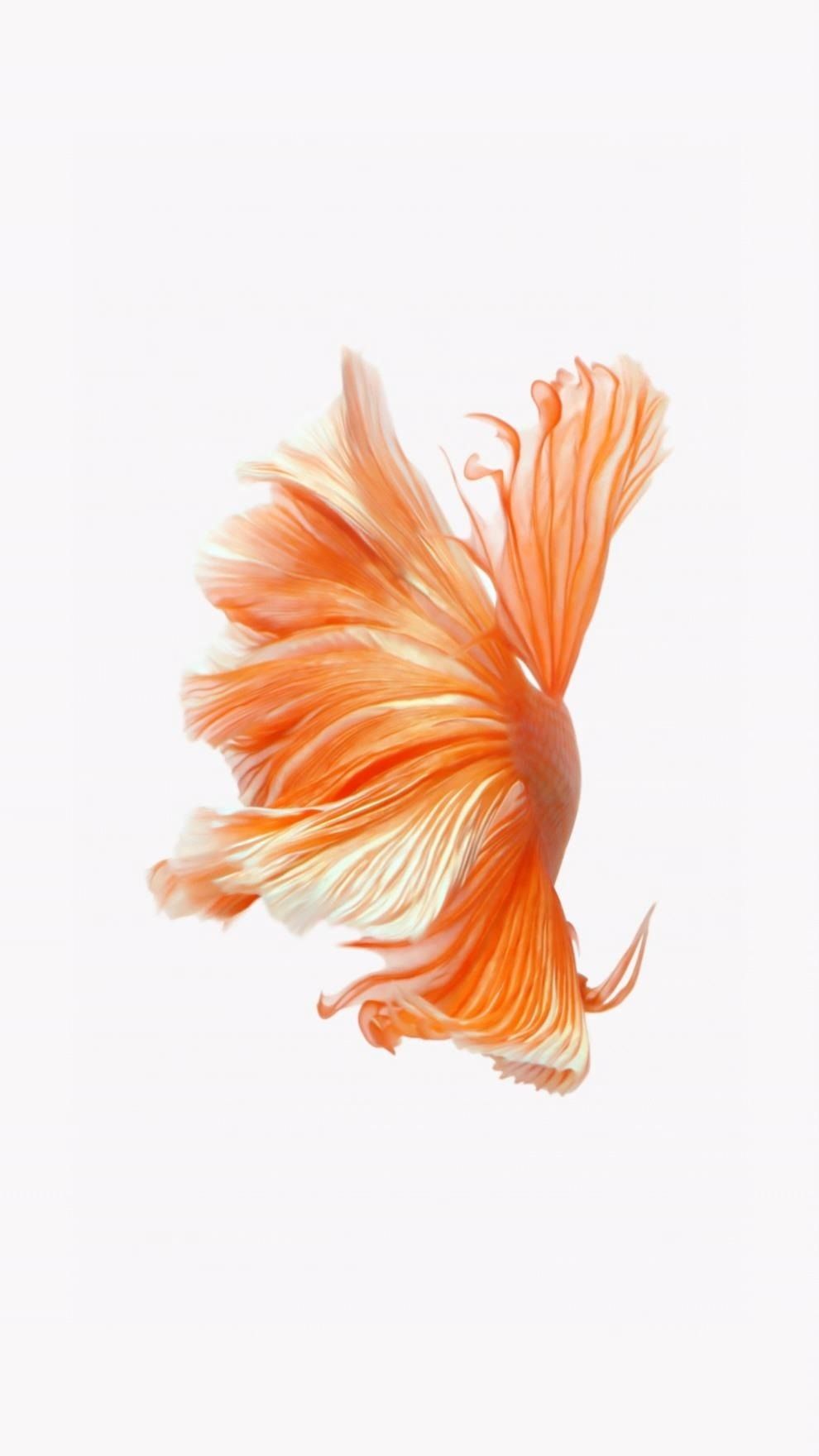 Pesce betta arancione, 990x1760 Full HD Verticale, iPhone Plus
