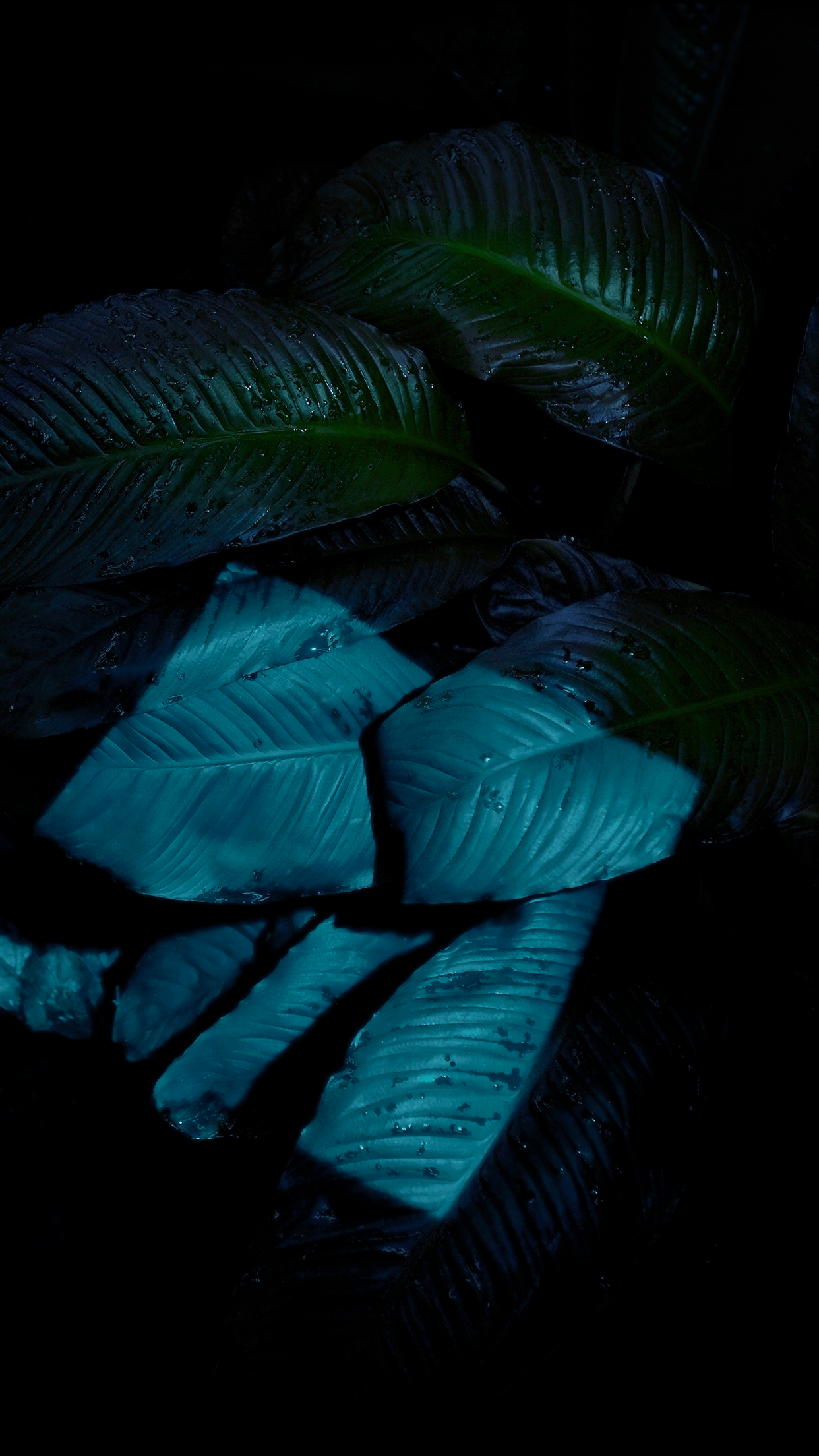 Foglie tropicali blu scuro, 1242x2208 Full HD Verticale, iPhone Pro Max