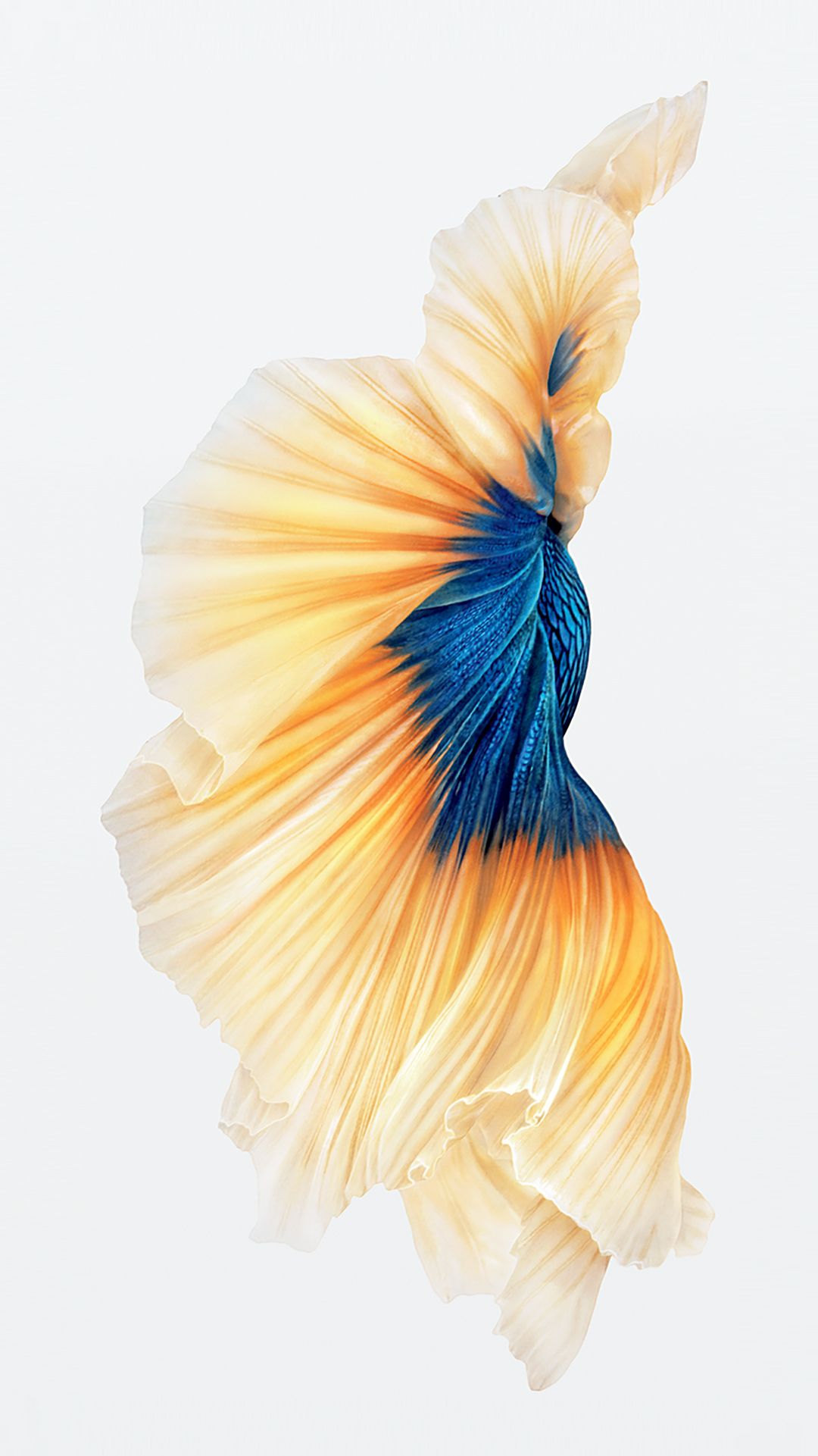Pesce betta pinna dorata blu, 1080x1921 Verticale, iPhone Plus
