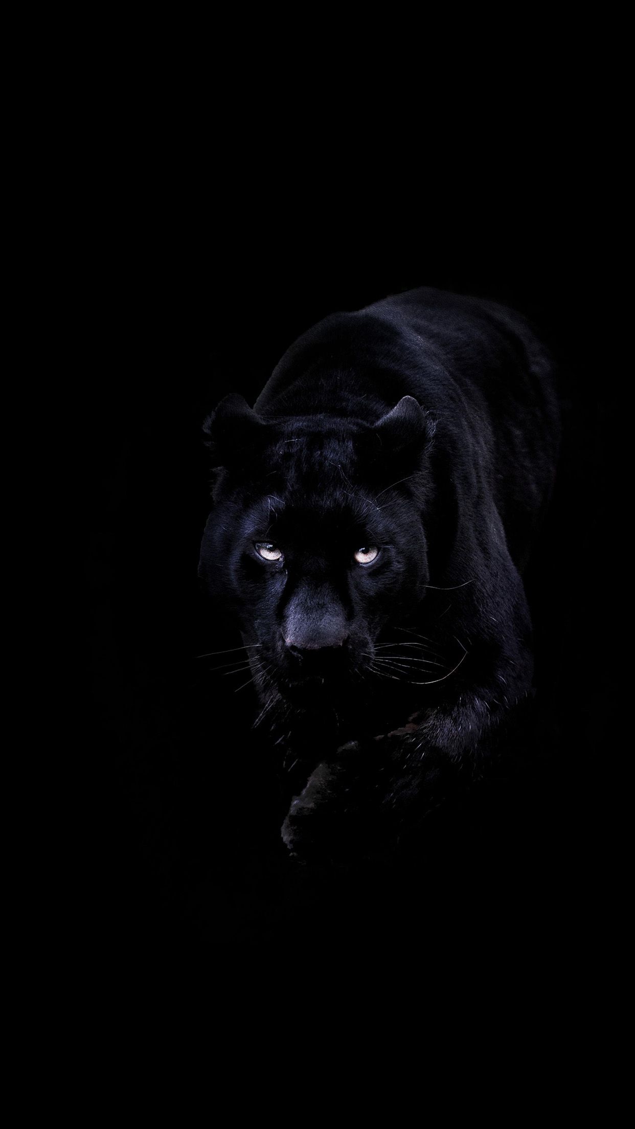 Pantera nera occhi luminosi, 1242x2208 Verticale, iPhone