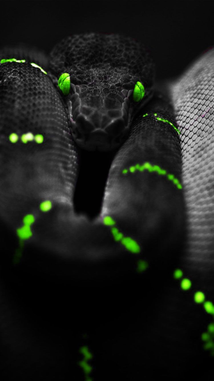 Serpente nero con occhi verdi, 750x1334 Verticale, iPhone Pro Max