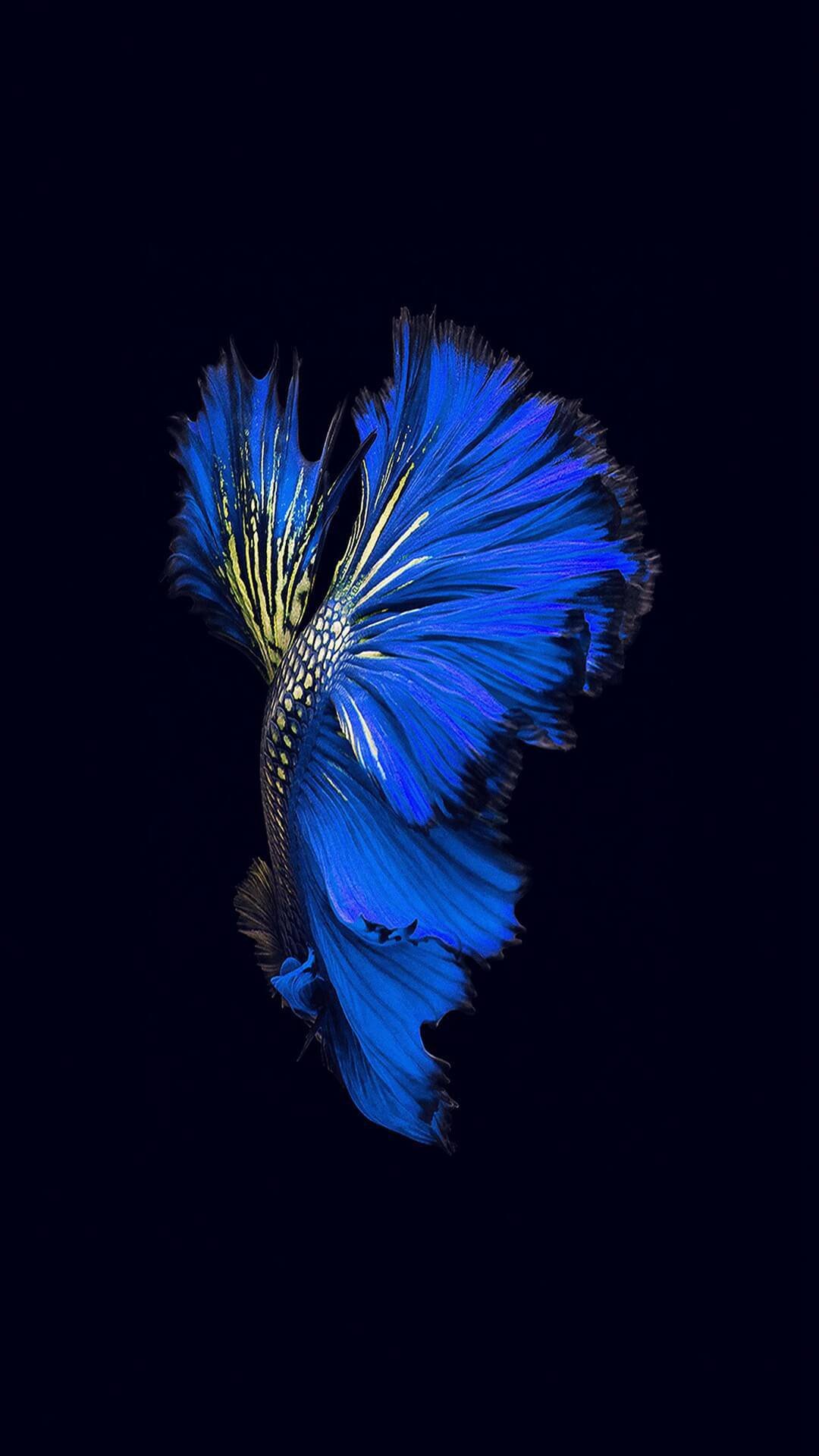 pesce blu astratto sfondo scuro, 1080x1920 Full HD Verticale, iPhone Air