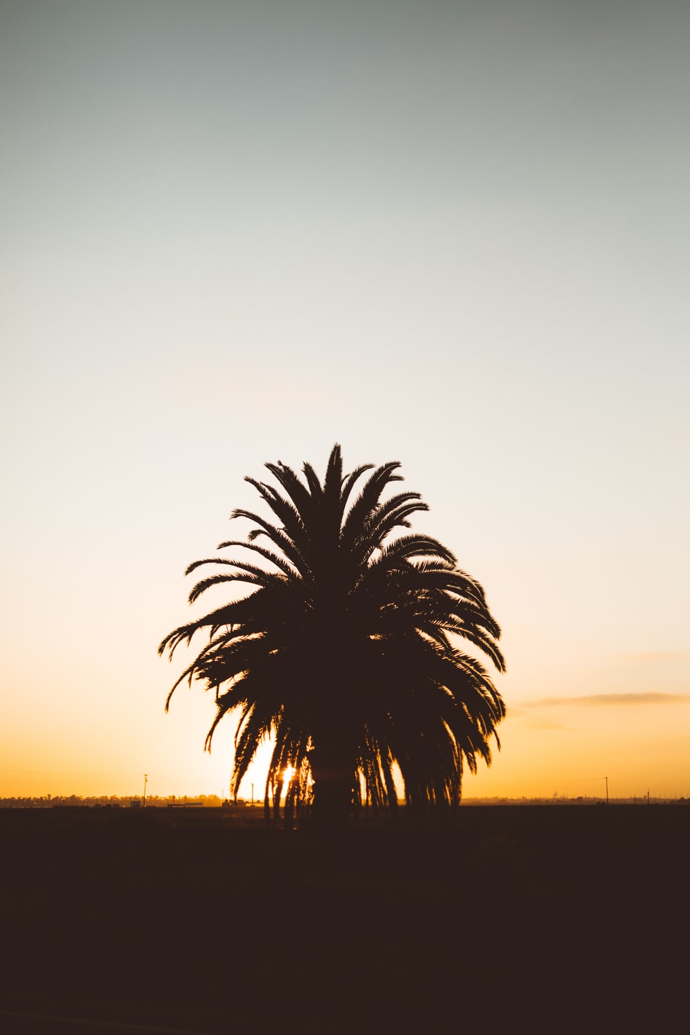 Palma silhouette al tramonto, 1000x1500 Verticale, iPhone Pro Max