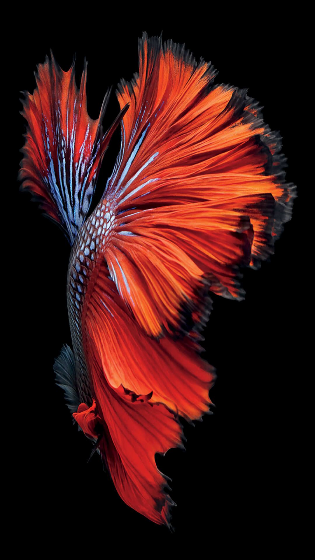 pesce betta rosso arancione, 1080x1921 Verticale, iPhone Air