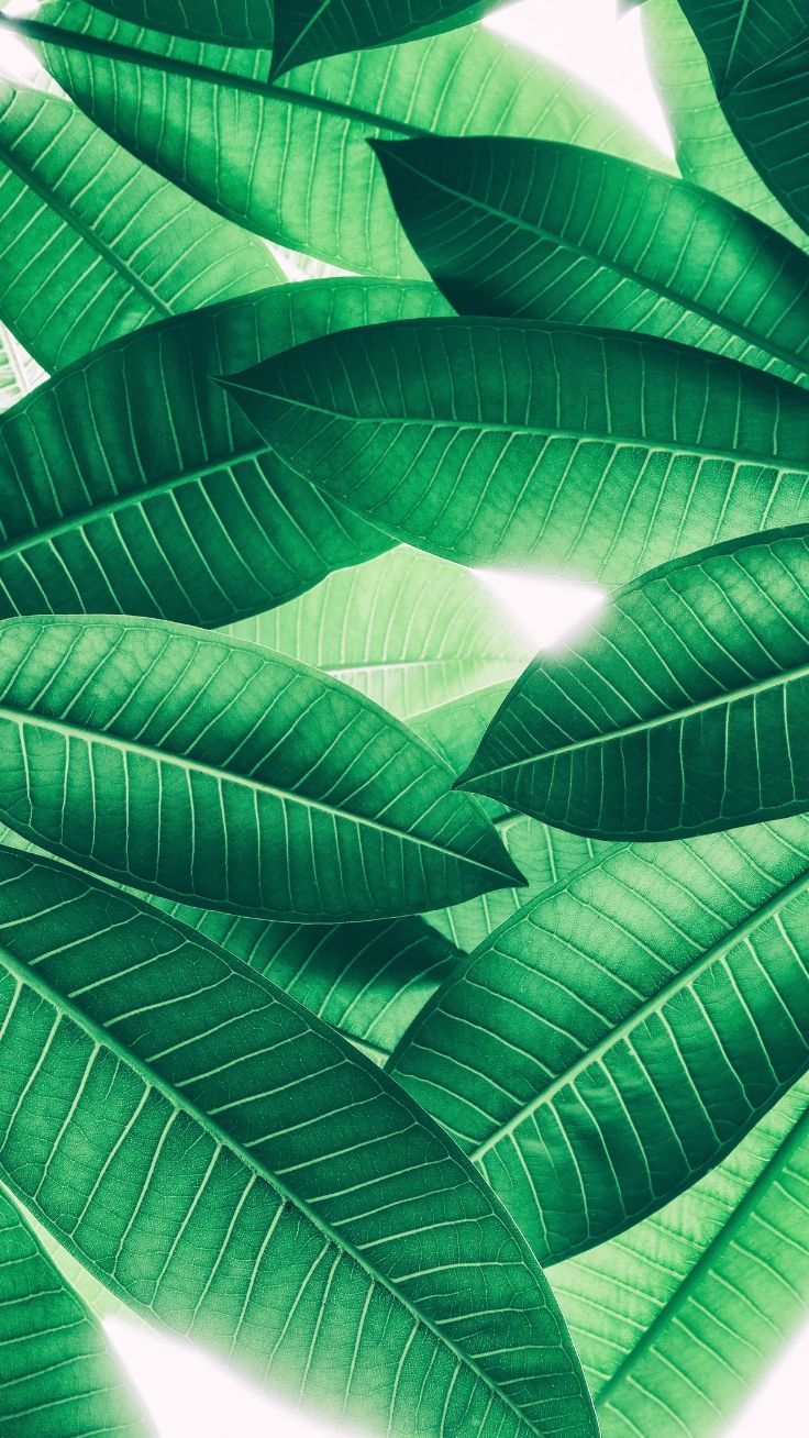 Foglie verdi tropicali, 736x1308 Verticale, iPhone Plus