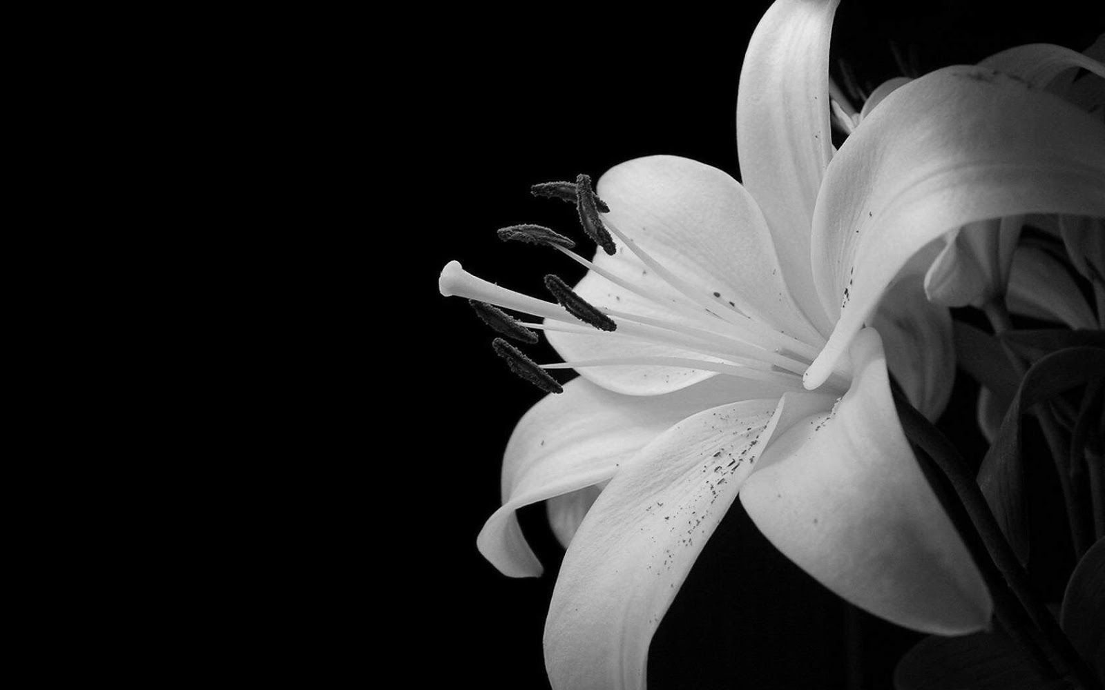 Giglio bianco su sfondo nero, 1600x1000 HD, PC