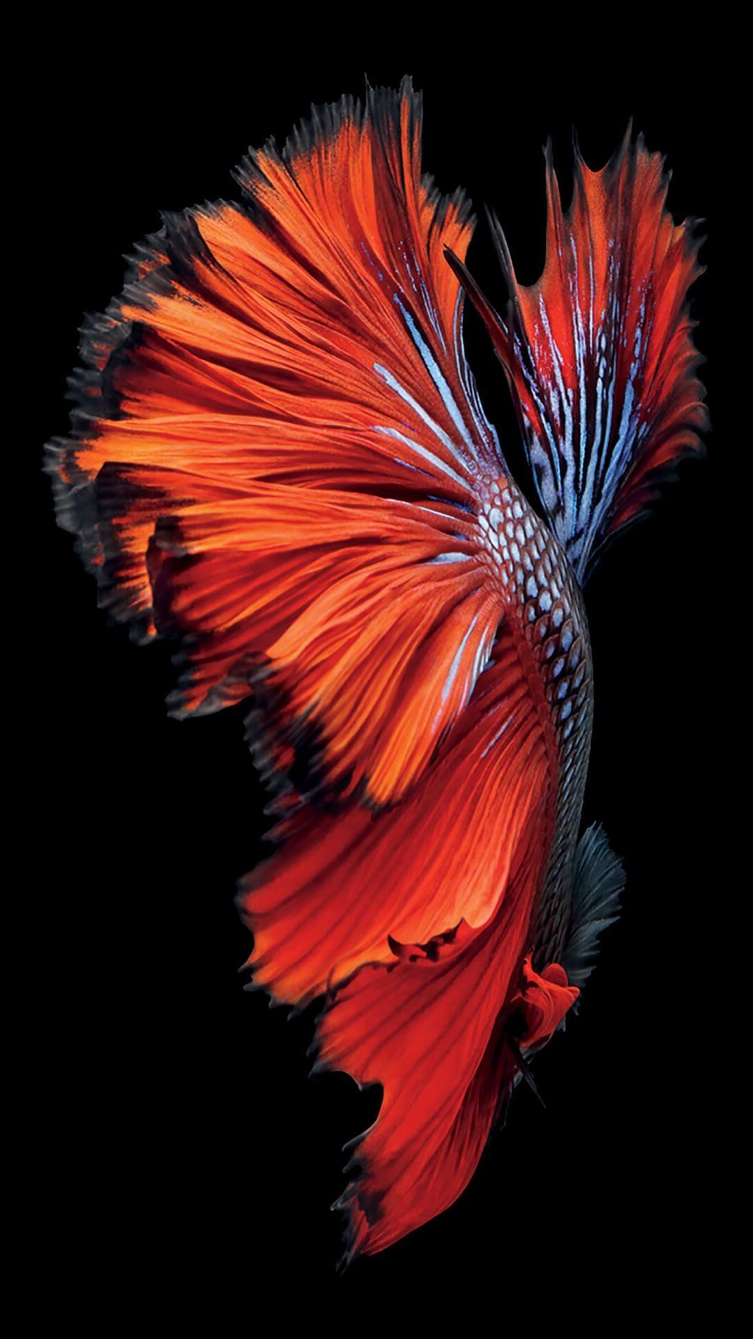 Pesce combattente arancione, 1080x1921 Full HD Verticale, iPhone Pro