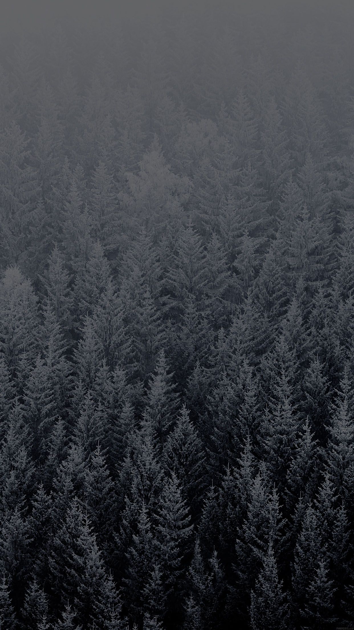 Foresta di pini nebbia, 1242x2208 Verticale, iPhone Air