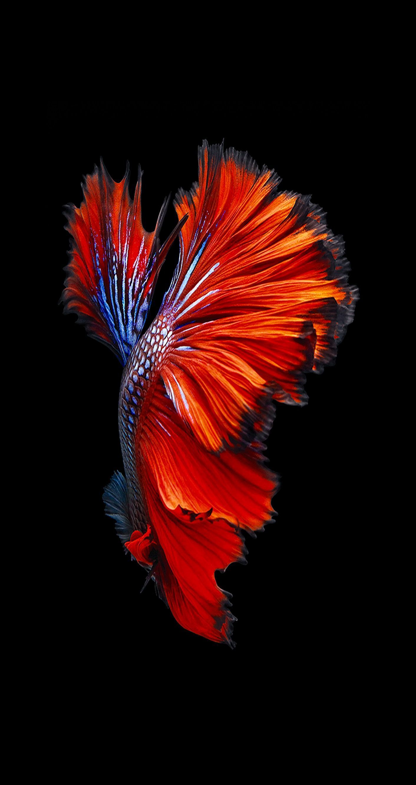 Pesce betta rosso su nero, 1412x2662 Verticale, iPhone