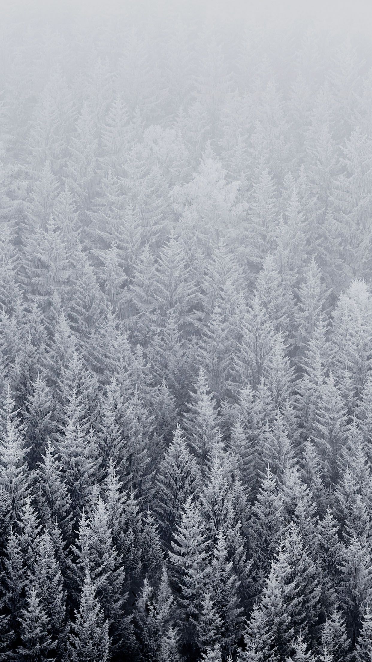 Foresta innevata nella nebbia, 1242x2208 Full HD Verticale, iPhone Pro Max