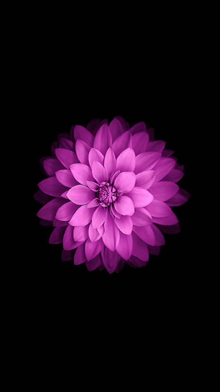 Fiore viola su nero, 750x1334 Full HD Verticale, iPhone