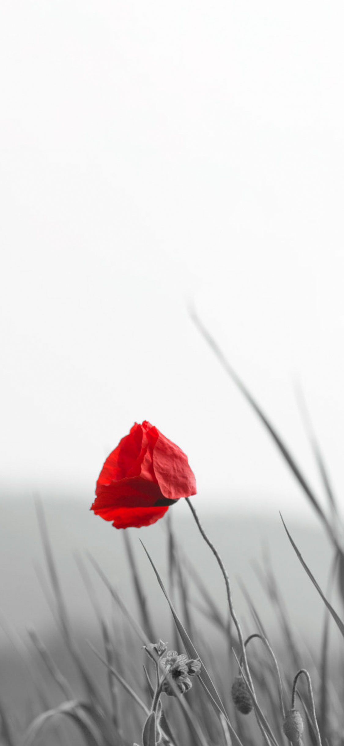Papavero rosso su grigio, 1125x2436 Full HD Verticale, iPhone