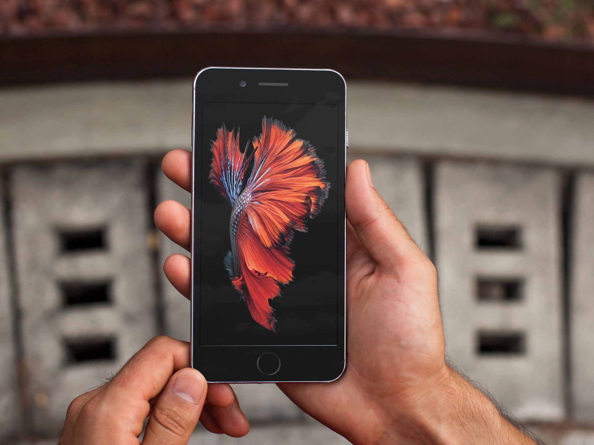Fiore rosso ibisco iPhone, 2710x2616 2K+, Monitor Gaming
