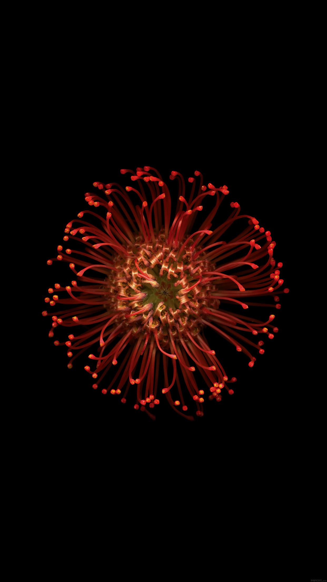 Fiore rosso astratto scuro, 1242x2208 Verticale, iPhone Air