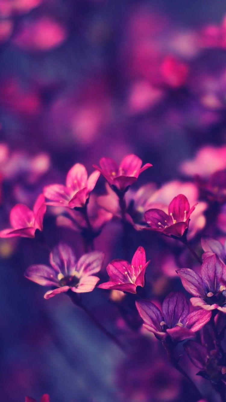 fiori rosa viola natura, 750x1334 Verticale, iPhone Air