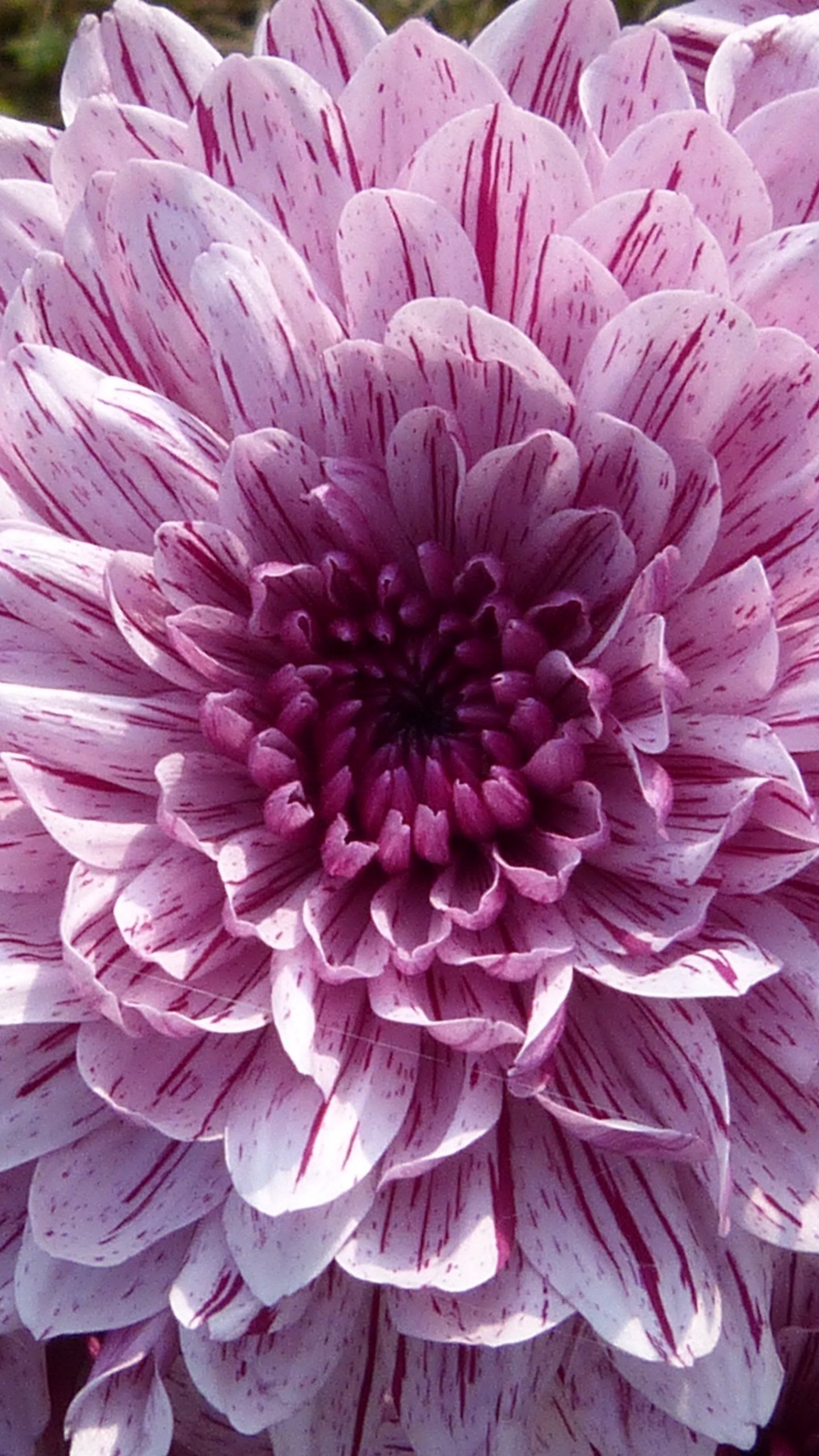 dalia rosa viola fiore, 1440x2560 Verticale, iPhone Plus