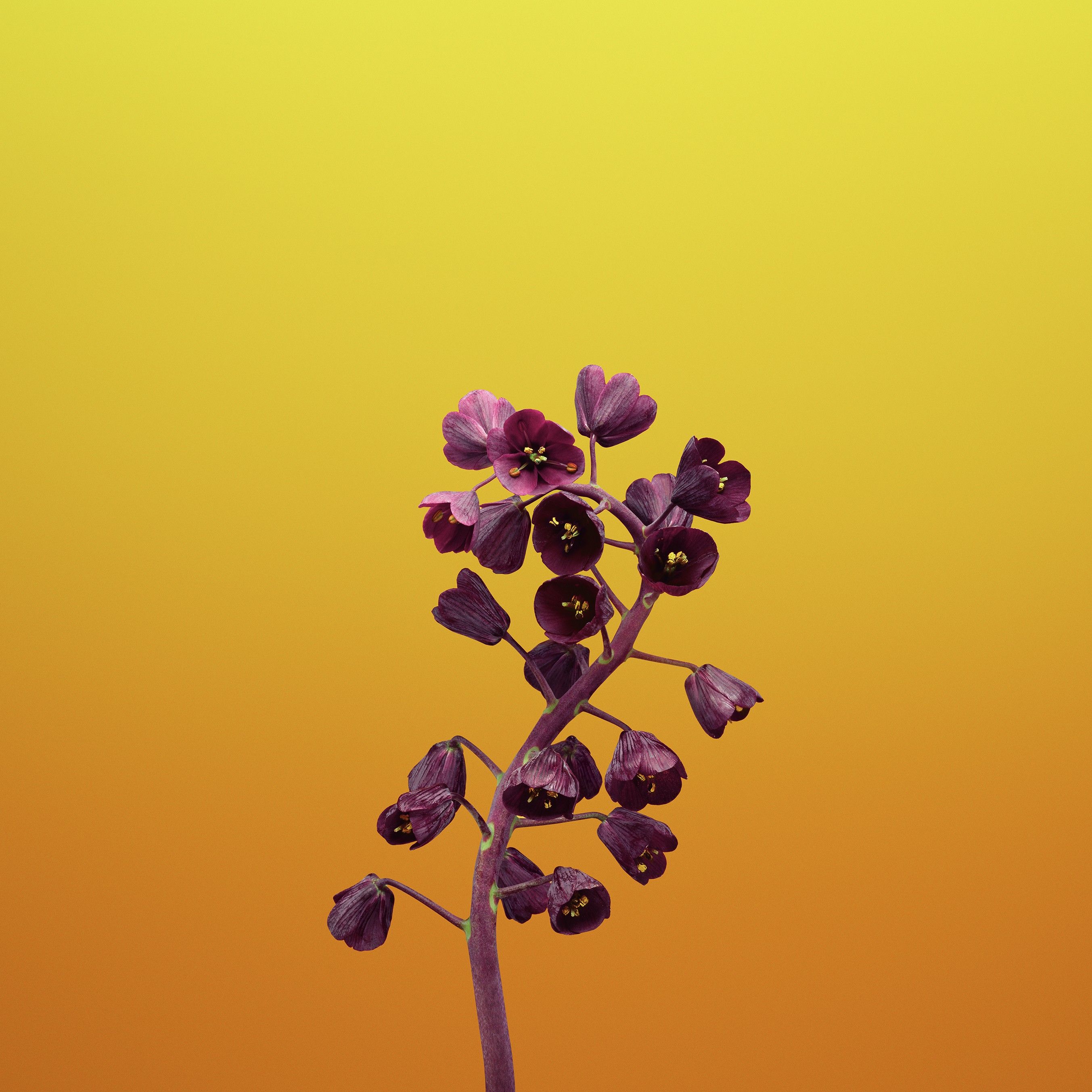 Fiori viola su sfondo giallo, 2706x2706 2K, PC