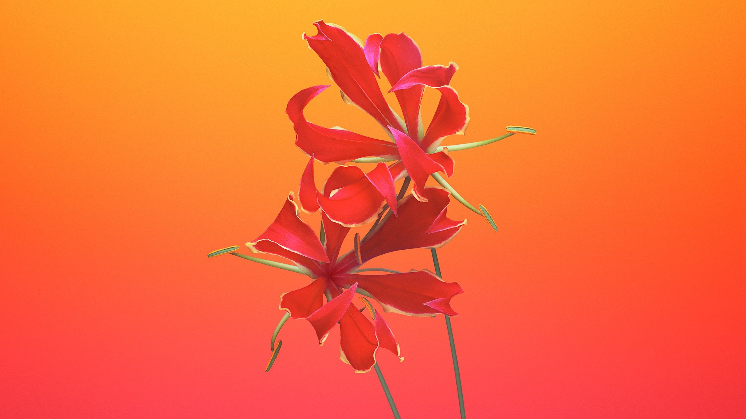 Fiore rosso gloriosa arancione, 2560x1440 2K QHD, PC