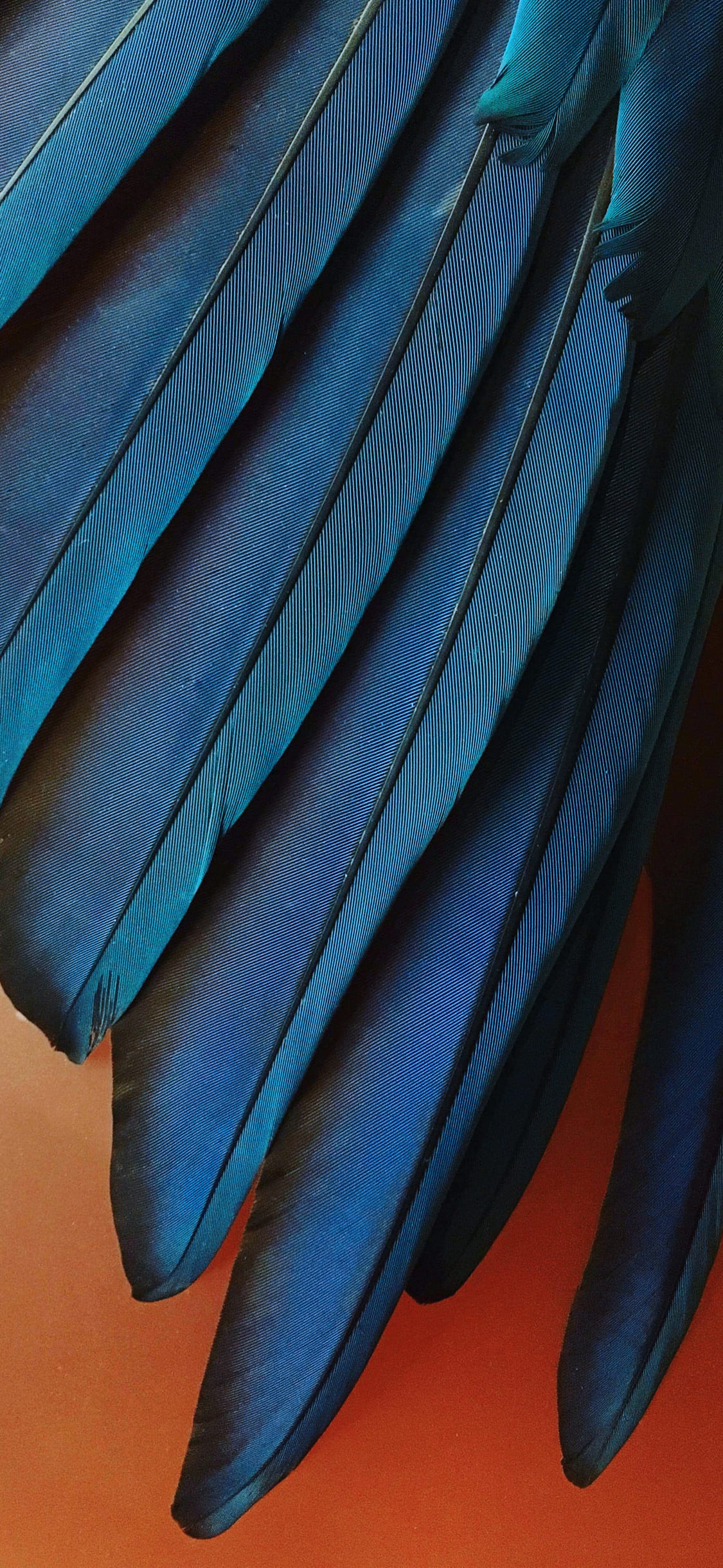 Piume blu ala uccello, 1125x2438 Verticale, iPhone Pro Max