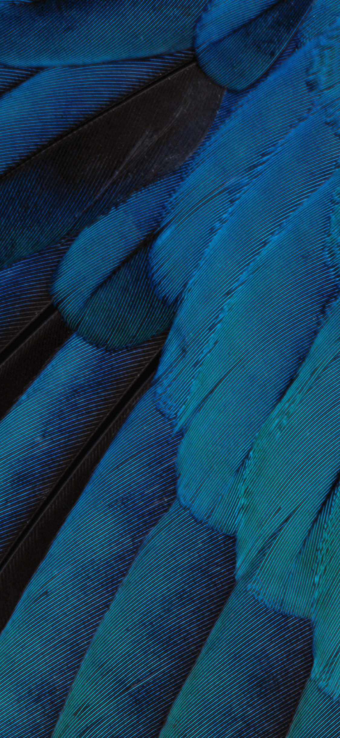Piume blu di uccello, 1125x2436 Full HD Verticale, iPhone Pro
