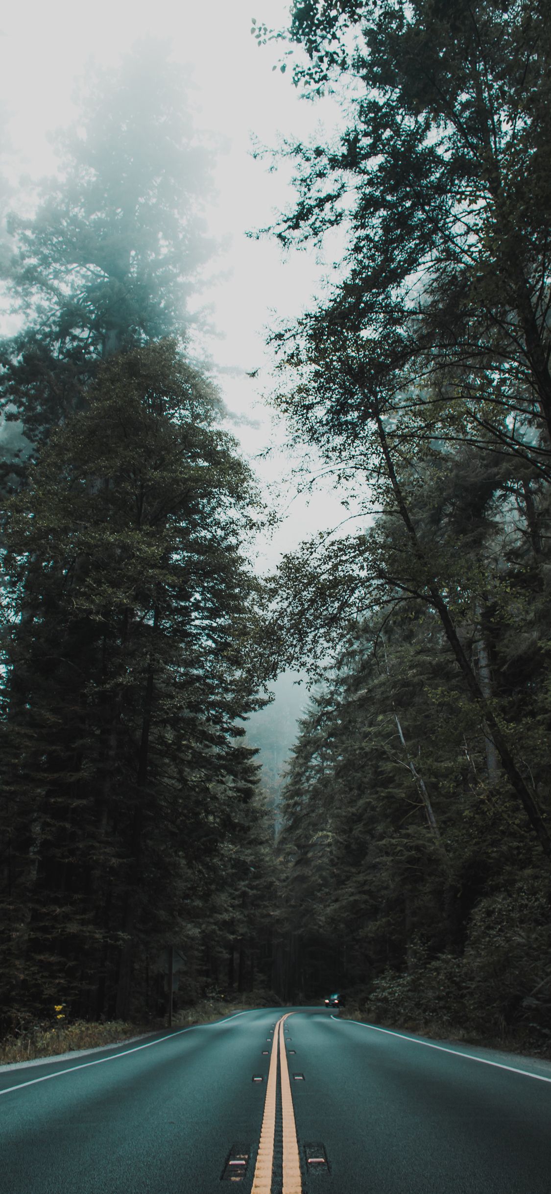 strada foresta nebbia alberi, 1125x2436 Full HD Verticale, iPhone