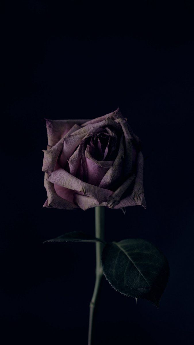 Rosa scura su sfondo nero, 675x1200 Full HD Verticale, iPhone Pro