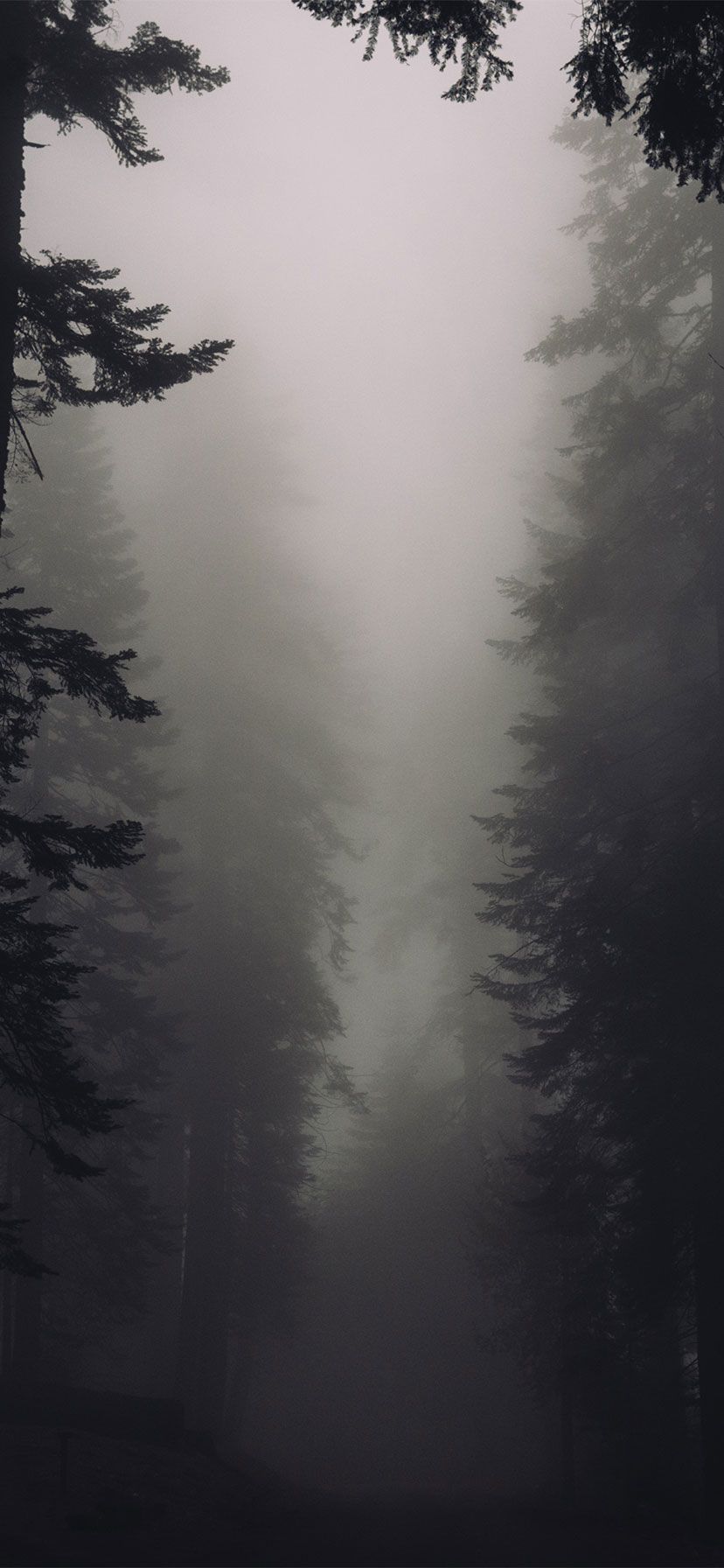 Foresta nebbiosa scura, 828x1792 Verticale, iPhone Air