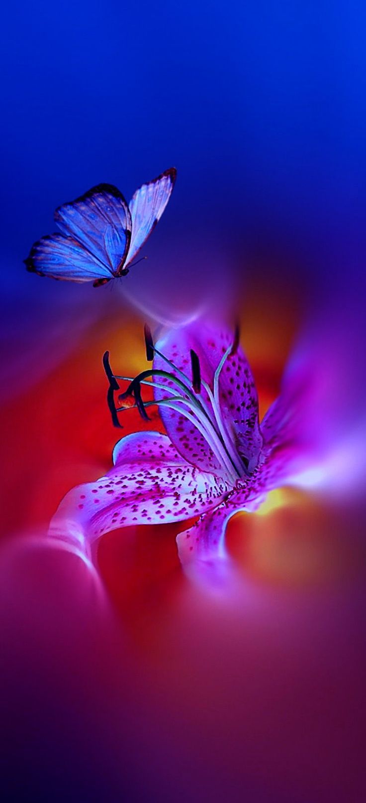 Farfalla e fiore viola, 736x1612 Full HD Verticale, iPhone Pro